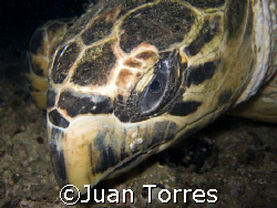 Hawksbill Turtle on a night dive at the "WIT Shoal" wreck... by Juan Torres 